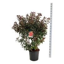 Dekoratyvinis krūmas, pūslenis putinalapis "Diable d'or", aukštis 100-125 cm., vazonas 30 l.