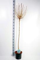 Vaismedis, vyšnia krūminė "Umbraculifera", ant stiebo, vazonas 7,5 l.