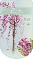 Vaismedis, trešnė "Kiku-shidare-zakura", ant stiebo, vazonas 5 l.