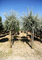 Vaismedis, kriaušė gluosnialapė "Pendula", vazonas 50 l.