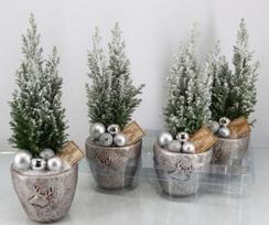 Kambarinis augalas, puskiparisis "Ellwoodii Silver", vazonėlio skersmuo 13 cm.