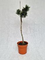 Spygliuotis, pušis žemoji "Jeg 2", vazonėlio skersmuo 27 cm.
