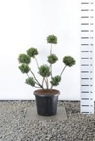Spygliuotis, kukmedis tarpinis "Farmen" (Pom Pom), aukštis 80-100 cm., vazonas 25 l.
