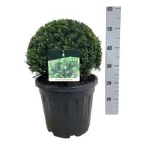 Spygliuotis, kukmedis tarpinis "Groenland", aukštis 30-35 cm., vazonas 10 l.