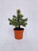Spygliuotis, pušis paprastoji "Skjak", vazonėlio skersmuo 19 cm.