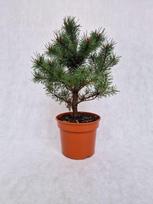 Spygliuotis, pušis paprastoji "Frensham", vazonėlio skersmuo 19 cm.