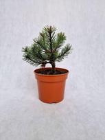 Spygliuotis, pušis kalninė "Grendale", vazonėlio skersmuo 19 cm.