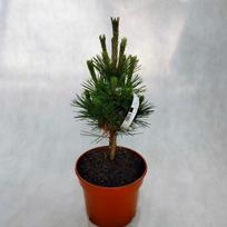 Spygliuotis, pušis tunbergo "Maijima", vazonėlio skersmuo 20 cm.