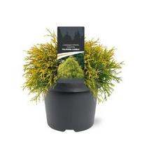 Spygliuotis, puskiparisis žirniasėklis "Filifera Aurea", vazonėlio skersmuo 19 cm.