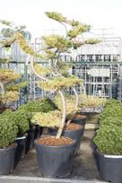 Spygliuotis, maumedis japoninis (bonsai), aukštis 175 cm., vazonas 90 l.