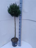 Spygliuotis, puskiparisis "Columnaris", vazonėlio skersmuo 24 cm.