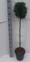 Spygliuotis, puskiparisis, ant stiebo, vazonėlio skersmuo 27 cm.
