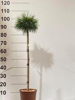 Spygliuotis, pušis "Varella", ant stiebo, vazonėlio skersmuo 23 cm.
