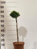 Spygliuotis, pušis "Sherwod Com", ant stiebo, vazonėlio skersmuo 23 cm.