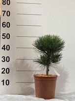 Spygliuotis, pušis "Nana", vazonėlio skersmuo 22 cm.