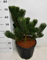 Spygliuotis, pušis "Oregon Green", vazonėlio skersmuo 32 cm.