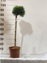 Spygliuotis, pušis "Hubert", ant stiebo, vazonėlio skersmuo 23 cm.