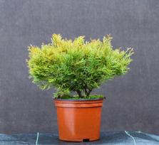 Spygliuotis, tujenis kapoklinis "Nana", aukštis 30-40 cm., vazonas 2 l.