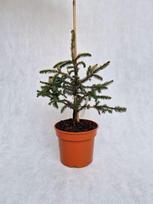 Spygliuotis, eglė paprastoji "Norrkoping", vazonėlio skersmuo 19 cm.