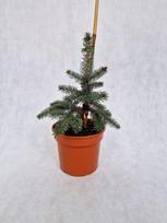 Spygliuotis, eglė dygioji "Hoto", vazonėlio skersmuo 19 cm.