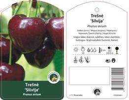 Vaismedis, trešnė koloninė “Sylvia” (Prunus avium)