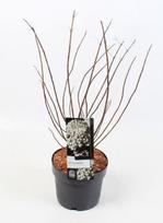 Dekoratyvinis krūmas, hortenzija šluotelinė "Bobo", vazonėlio skersmuo 19 cm.