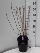 Dekoratyvinis krūmas, alyva "Dark Purple", vazonėlio skersmuo 21 cm.