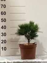 Spygliuotis, pušis "Greg", vazonėlio skersmuo 23 cm.