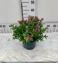 Dekoratyvinis krūmas, hebė, vazonėlio skersmuo 23 cm.