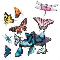 Lipdukai DallPrint Butterflies, 15 vnt.