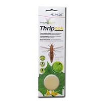 Thripnok tripsų vabzdžIų vilioklis , 1 vnt