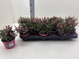 Dekoratyvinis krūmas, hebė "Bright Pink", vazonėlio skersmuo 11 cm.