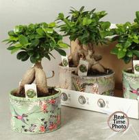 Kambarinis augalas, fikusas (bonsai), vazonėlio skersmuo 16 cm.