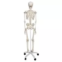 Žmogaus skeletas, modelis