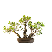 Ficus Bonsai S formos P45 3x Miškas
