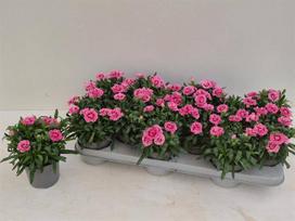Daugiametė gėlė, gvazdikėlis "Pink", vazonėlio skersmuo 11 cm.