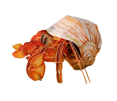 MAKEBUG 3D popierinė delionė Krabas atsiskyrėlis, MB-B-0008