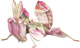 MAKEBUG 3D popierinė delionė Orchidėjinis maldininkas, MB-B-0003
