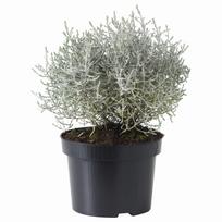 Lauko augalas kalocefalas, Ø 10,5, 20 cm, lot. Calocephalus Brownii