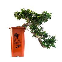 Ficus kambarinis Bonsai P26 FOR1