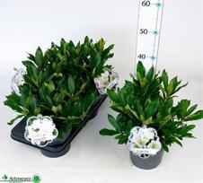 Dekoratyvinis krūmas, rododendras, įvairūs, vazonėlio skersmuo 17 cm.