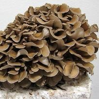 Maitake grybas Grifola frondosa