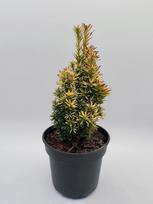 Spygliuotis, kukmedis europinis "Fastigiata Aurea", aukštis 30 cm., vazonas 3 l.