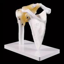 Funkcinis Anatominis Gyvo Dydžio Žmogaus Anatomijos Skeletas Peties Sąnario Kaulas Raumenų Modelis Mokymo Studijų Priemonėms a set