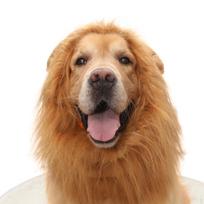Lion Mane Wig for Cat Dog Costumes Costume Pet Christmas M