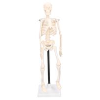 Žmogaus skeleto modelis 42cm Nuimamas Lankstus Lengvas PVC Mini Mokomasis Skeleto Modelis white