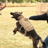 K9 Šunų Treniruočių Pakinktai Pavadėliai Kariniai Taktiniai Šunų Pakinktai Darbinio Šuns Liemenė Naminių Gyvūnėlių Gumos Pavadėlis Vokiečių Aviganiui Buldogui