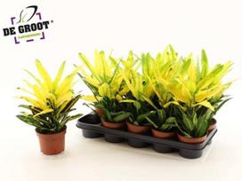 Kambarinis augalas, krotonas "Sunny Star", vazonėlio skersmuo 12 cm.