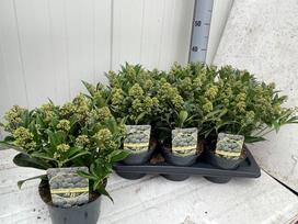 Dekoratyvinis krūmas, skimija "Godrie Dwarf", vazonėlio skersmuo 17 cm.