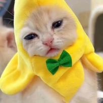 Katės Kostiumas Banano Kepurė Žavingi Augintinio Galvos Apdangalai Gaubtas Katės Kepuraitės Juokingas Cosplay Rekvizitas Helovino Apranga Mažiems Šunims Kačiukams Katėms spain